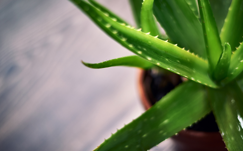 An aloe vera plant